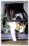PetSafe Dog or Cat Screen Door