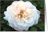 Lovely rose for mom on New Year Card