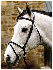 HDR Padded Dressage Bridle