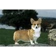 Welsh Corgi Floor Mat