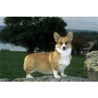 Welsh Corgi Floor Mat