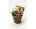 Gourmet Food : Urban Processing Gourmet Cranberry Snack Gift Pack