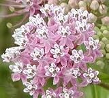 100 PINK (Common) MILKWEED Asclepias Syriaca Flower Seeds