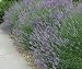 English Lavender One Gallon