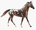 Chestnut Appaloosa