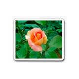 GardenFlowersVocabularyCards