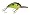 Black Back Chartreuse