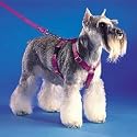 Surefit Dog Harness - Black Medium