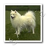Dogs American Eskimo - American Eskimo - Iron on Heat Transfers