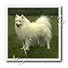 Dogs American Eskimo - American Eskimo - Iron on Heat Transfers