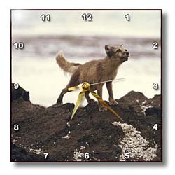 Young Artic Wolf - 10x10 Wall Clock