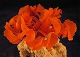 Deco Art ORNAMENT DISCOSOMA RED 1.8 x 1.8 x 3.7