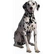 Dalmation Dog Die-Cut Photographic Magnet