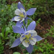 Rocky Mountain Columbine (Aquilegia caerulea) - Jumbo Wildflower Seed Packet
