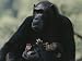 The Chimpanzee Rafiki with Her Twins, Roots and Shoots National Geographic Collection Photographic Poster Print by Michael Nichols, 56x42