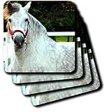 Horse - Andalusian Gelding - Coasters