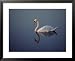 Mute Swan, a European Species Introduced into the United States Framed Art Poster Print, 31x25