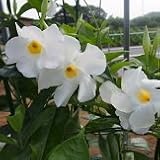 【耐暑性】　サンパラソル　ジャイアント　ホワイト　 6号鉢　【トレリス】【ラティス】