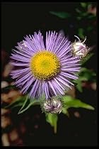 Azure Fairy Perennial 8 Plants - Erigeron - SALE*