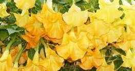 GIANT Yellow Orange Fragrant Huge Flower Brugmansia Seeds Angel Trumpet 3 seeds GIANT Yellow Orange Fragrant Huge Flower Brugmansia Seeds Angel Trumpet 3 seeds