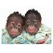 Orangutan Twins Medium Die-Cut Photographic Magnet