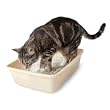 Petmate Cat Litter Pan with Microban (Small, 14 Inch L x 10 Inch W x 3-1/2 Inch H)