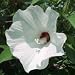 Hairy Rose Mallow (Hibiscus lasiocarpus) - Jumbo Wildflower Seed Packet