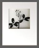 �s���[�t�A�[�g�tHana concept frame Pea pod leaf/black�i�s�[�|�b�h���[�t(�G���h�E)/�u���b�N�j
