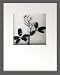 �s���[�t�A�[�g�tHana concept frame Pea pod leaf/black�i�s�[�|�b�h���[�t(�G���h�E)/�u���b�N�j