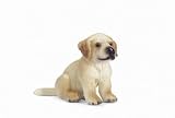 Schleich Golden Retriever Puppy
