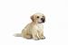 golden retriever - Schleich Golden Retriever Puppy