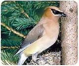 Cedar Waxwing Mousepad
