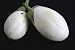 Patio White Eggplant - 4 Plants