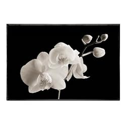 Sondra Wampler (Phalaenopsis) Art Poster Print
