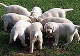 DrD4Dogs Greeting Card - Food = $ Clothing = $$ Shelter = $$$ The love of a puppy = Priceless!