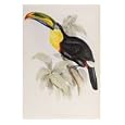 A Monograph of the Ramphastidae or Family of Toucans, 1834 Art Giclee Poster Print by John Gould, 12x16