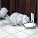 Petsafe Two Meal Automatic Pet Feeder (two meal feeder)