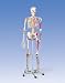 Super Skeleton Sam Model, on 5 feet roller stand