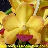 Vascostylis Moonlight Gold 1391H