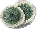 Coleman #95-132C Tube Lant Mantle