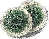 Sporting Goods : Coleman 95-132C Tube Lantern Mantle