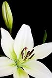 Green Flowers