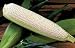 Corn Seeds - Corn Silver Princess Hybrid