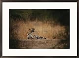 Bengal tigress snarls at her cubs for wandering too far Framed Art Poster Print by Jason Edwards, 29x21