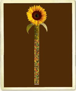 Chocolate Covered Sunflower Seeds - As Seen in O Magazine! - Halloween Treat