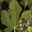 Fig 'Brown Turkey': best and most reliable variety
