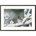 A female dark-eyed junco on a snow-covered branch Subject Framed Art Poster Print, 29x21