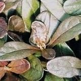 Ajuga reptans Chocolate Chip (Creeping Bugleweed, Creeping Carpet Bugle, Sicklewort, Comfrey, Carpenter's Herb) {24 Pots - 3 1/2 in., $4.27 each plant}