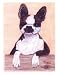 boston terrier - Boston Terrier Notecards