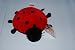 Ty Beanie Babies - Lucky the Lady Bug with Spots